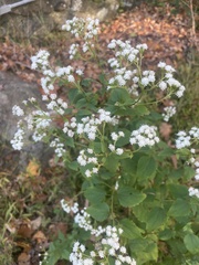 Ageratina