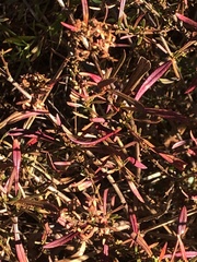 Hypericum densiflorum