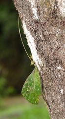 Typophyllum mortuifolium
