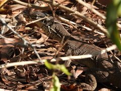 Varanus panoptes panoptes