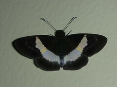 Eburuncus unifasciata