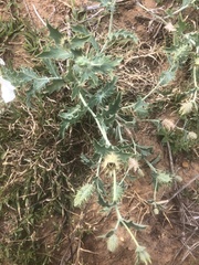 Argemone polyanthemos