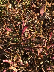 Hypericum densiflorum