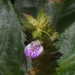 Dianthera cayennensis - Photo (c) olivier_fortune, algunos derechos reservados (CC BY-NC), subido por olivier_fortune