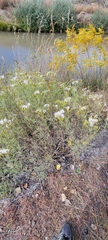 Senecio riddellii