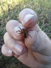 Dolomedes