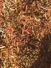 Hypericum densiflorum