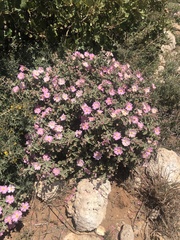 Cistus parviflorus