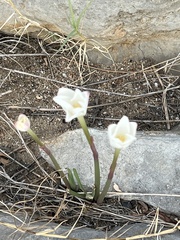 Zephyranthes drummondii