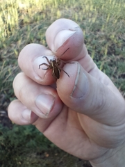 Dolomedes