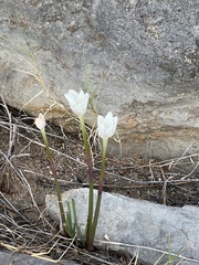 Zephyranthes drummondii
