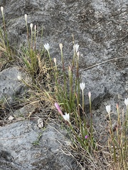 Zephyranthes drummondii