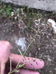 Eragrostis minor