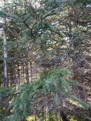 Picea rubens