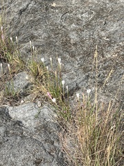 Zephyranthes drummondii