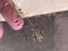 Eragrostis minor