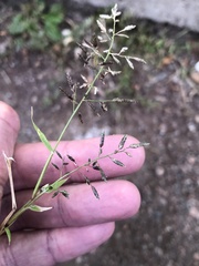 Eragrostis minor