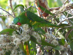 Trichoglossus chlorolepidotus