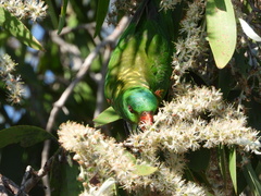 Trichoglossus chlorolepidotus
