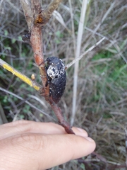 Capnodis tenebrionis