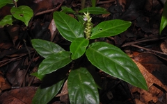 Dianthera cayennensis