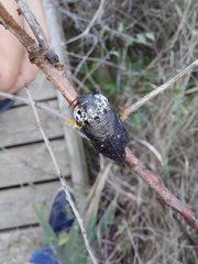 Capnodis tenebrionis