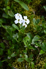 Cardamine microphylla