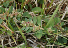 Euphorbia stictospora
