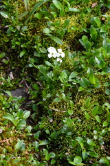 Cardamine microphylla