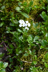 Cardamine microphylla
