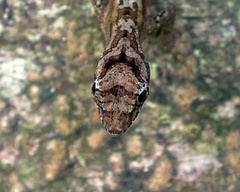 Anolis capito