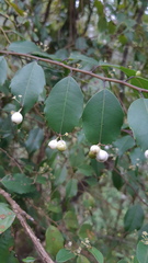 Phyllonoma laticuspis