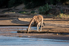 Giraffa camelopardalis reticulata