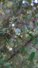 Phyllonoma laticuspis