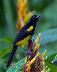 Icterus prosthemelas