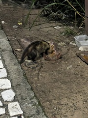 Didelphis albiventris