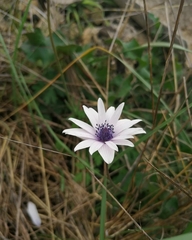 Anemone hortensis