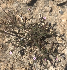 Silene sedoides