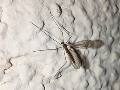 Trichoceridae