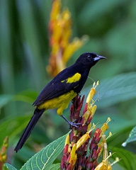 Icterus prosthemelas