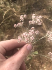 Eriogonum annuum