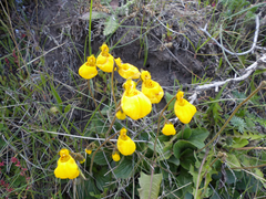 Calceolaria biflora