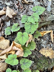 Tiarella