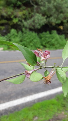 Coutaportla lorenceana