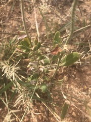 Eriogonum annuum