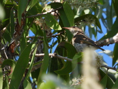 Ramsayornis modestus