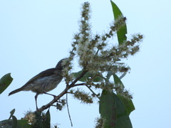 Ramsayornis modestus
