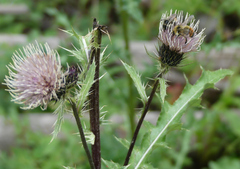 Cirsium osterhoutii