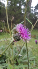 Cirsium grahamii