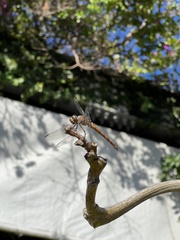 Orthemis discolor